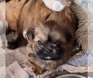 ShihPoo Puppy for Sale in SPOTSYLVANIA, Virginia USA