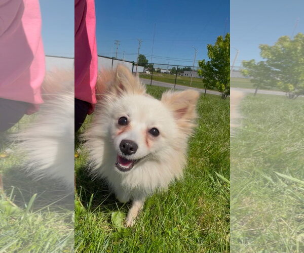 Medium Photo #2 Schipperke-Unknown Mix Puppy For Sale in Fort Wayne, IN, USA