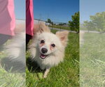 Small #1 Schipperke Mix