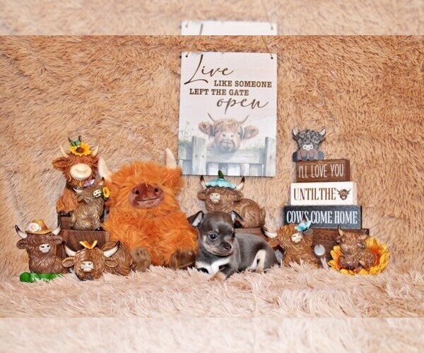 Medium Photo #46 Chihuahua Puppy For Sale in CHARLESTON, AR, USA