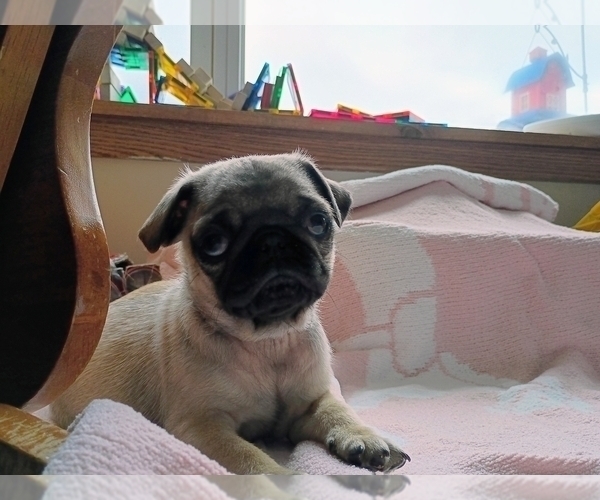Medium Photo #9 Pug Puppy For Sale in SAINT PAUL, MN, USA