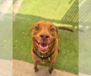 Mutt Dogs for adoption in Rowlett, TX, USA