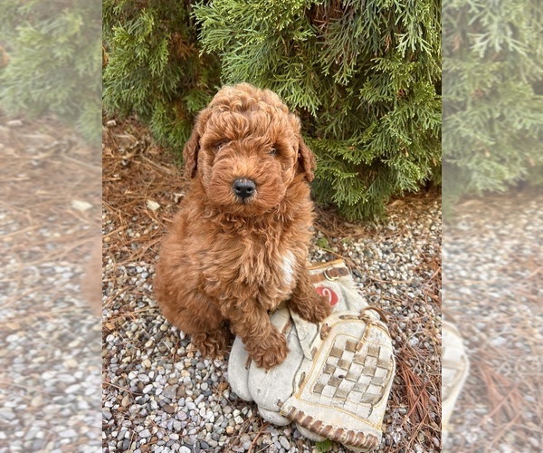 Medium Photo #2 Goldendoodle (Miniature) Puppy For Sale in MIDDLEBURY, IN, USA