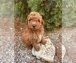 Small #1 Goldendoodle (Miniature)