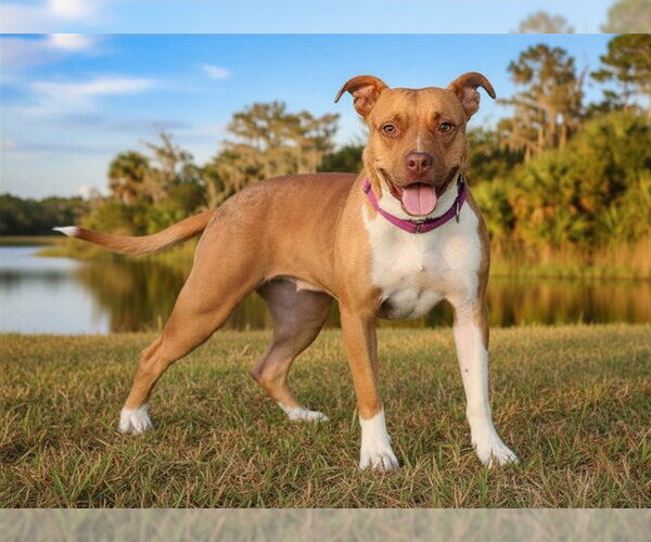 Medium Photo #2 American Bulldog Puppy For Sale in Tavares, FL, USA
