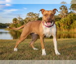 Small #1 American Bulldog