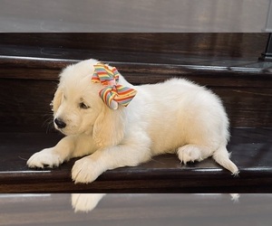 English Cream Golden Retriever Puppy for sale in LEAGUE CITY, TX, USA