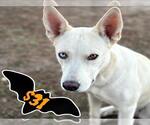 Small #2 Akita-Siberian Husky Mix