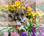 Small #3 Jack Russell Terrier