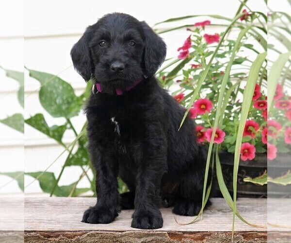 Medium Photo #4 Labradoodle Puppy For Sale in NARVON, PA, USA