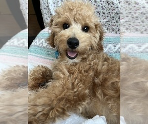 Cavapoo Puppy for sale in FORT WORTH, TX, USA
