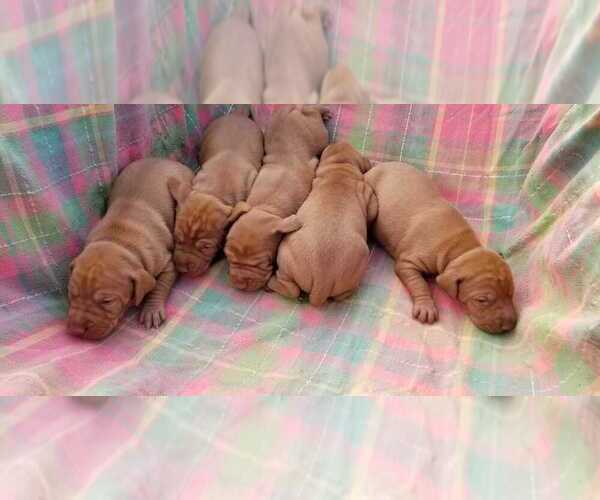 Medium Photo #1 Vizsla Puppy For Sale in KYLE, TX, USA