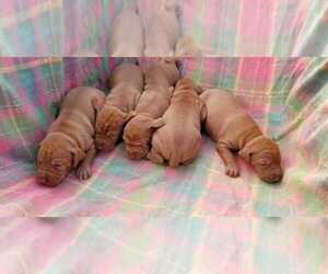 Vizsla Puppy for sale in KYLE, TX, USA