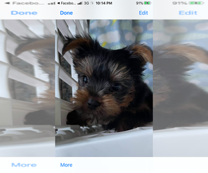 Yorkshire Terrier Puppy for sale in HEROD, IL, USA