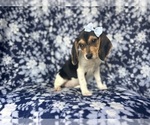 Small #4 Beagle