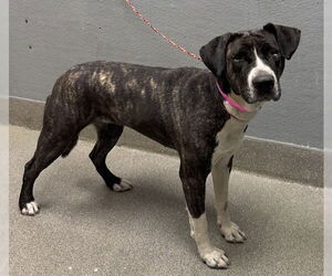American Pit Bull Terrier-Unknown Mix Dogs for adoption in Las Vegas, NV, USA
