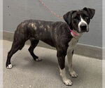 Small American Pit Bull Terrier Mix