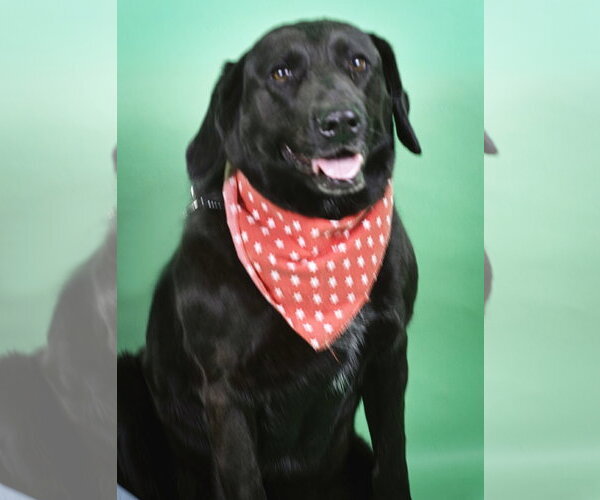 Medium Photo #3 Labrador Retriever-Unknown Mix Puppy For Sale in Holly Springs, MS, USA