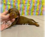Small #1 Dachshund