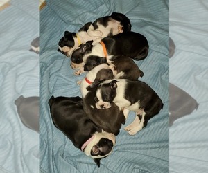 Boston Terrier Puppy for sale in KINGS MOUNTAIN, NC, USA