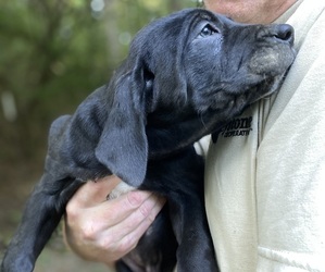 Fila Brasileiro Puppy for sale in MARTINSVILLE, IN, USA