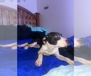 American Staffordshire Terrier-Labrador Retriever Mix Dogs for adoption in CHARLOTTE, NC, USA