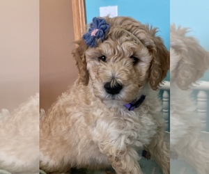 Goldendoodle Puppy for sale in MARION, IA, USA
