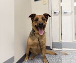 Small #4 German Shepherd Dog Mix