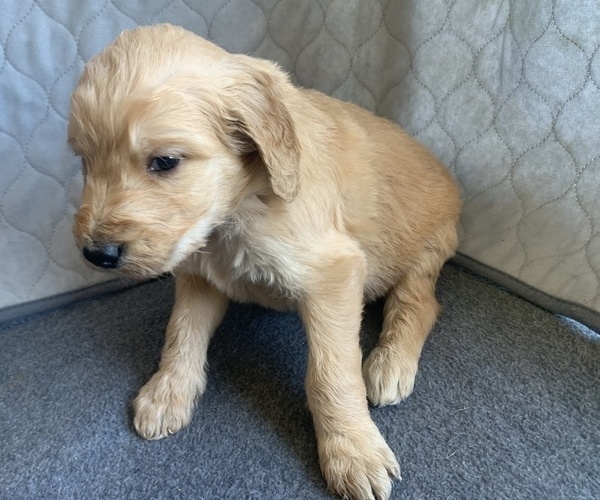 Medium Photo #5 Goldendoodle Puppy For Sale in CALIMESA, CA, USA