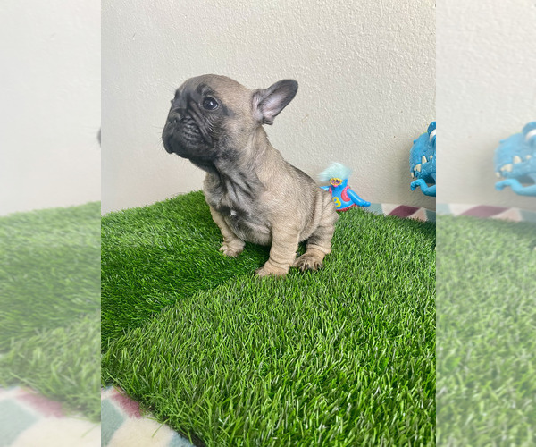 Medium Photo #4 French Bulldog Puppy For Sale in KISSIMMEE, FL, USA