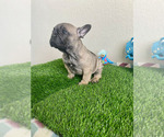 Small Photo #4 French Bulldog Puppy For Sale in KISSIMMEE, FL, USA
