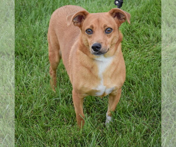 Medium Photo #3 Chihuahua-Unknown Mix Puppy For Sale in Huntley, IL, USA