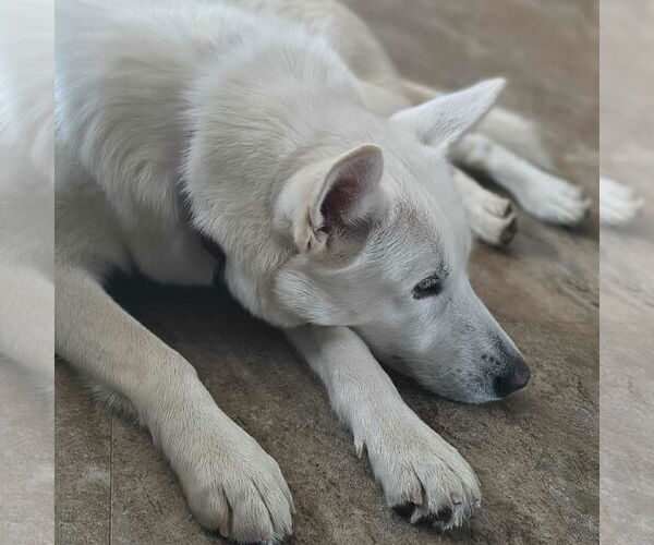 Medium Photo #2 Siberian Husky-white german shepherd Mix Puppy For Sale in Hoffman Estates, IL, USA