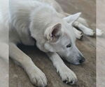 Small #1 Siberian Husky-white german shepherd Mix