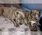 Small Photo #12 Cane Corso-Daniff Mix Puppy For Sale in MESA, AZ, USA