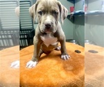 Puppy Yellow American Bully