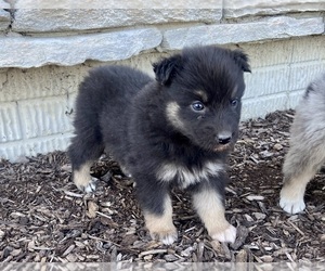 Australian Shepherd Puppy for sale in LODA, IL, USA