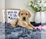 Small #1 Labradoodle