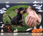 Small Photo #38 Pembroke Welsh Corgi-Scottish Terrier Mix Puppy For Sale in GREELEY, CO, USA