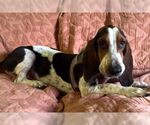 Small #2 Bagle Hound