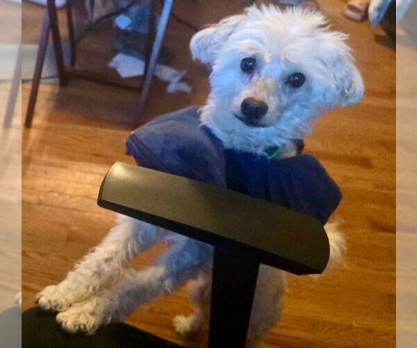 Medium Photo #3 Mutt Puppy For Sale in Salt Lake City, UT, USA