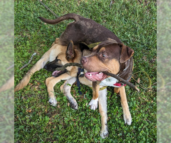 Medium Photo #5 American Bulldog-Bullmastiff Mix Puppy For Sale in Decatur, GA, USA