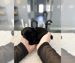 Small Photo #6 Shih Tzu Puppy For Sale in BUFORD, GA, USA