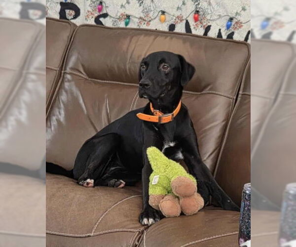 Medium Photo #2 Mutt Puppy For Sale in Sanford, FL, USA