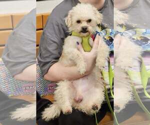 Maltipoo Dogs for adoption in Waterloo, IA, USA