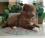 Small Photo #20 Pomsky Puppy For Sale in RAMSEY, MN, USA