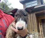 Small Photo #5 Bull Terrier Puppy For Sale in METROPOLIS, IL, USA