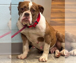 American Bulldog-Unknown Mix Dogs for adoption in Rustburg, VA, USA
