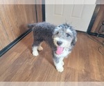 Small Photo #104 Bernedoodle (Miniature) Puppy For Sale in BLACK FOREST, CO, USA