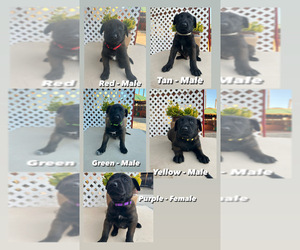 Belgian Malinois Puppy for sale in SAN DIEGO, CA, USA